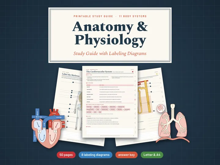 Anatomy & Physiology Study Guide
